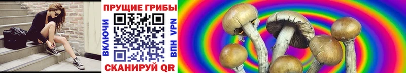 Купить закладки  Мичуринск  Псилоцибиновые грибы мицелий 